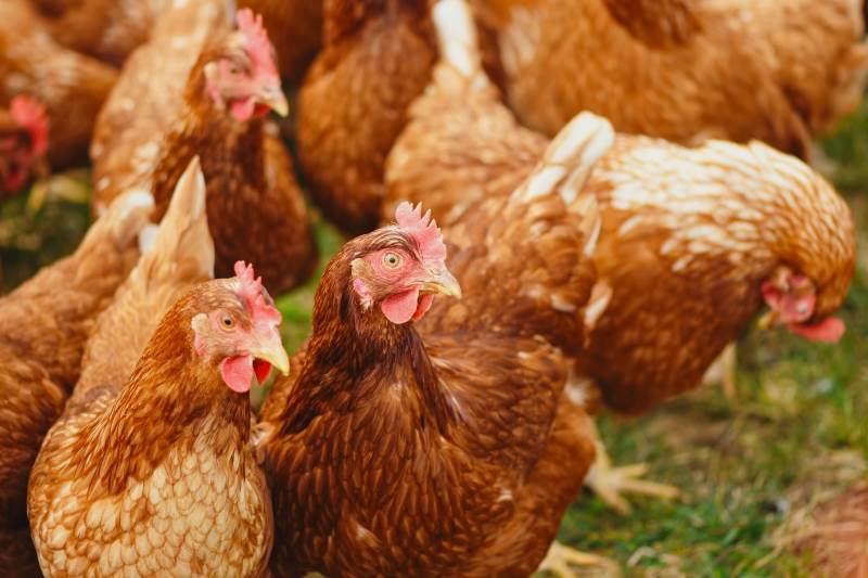 Kippenfokkers.nl - betrouwbaar het kopen van kippen