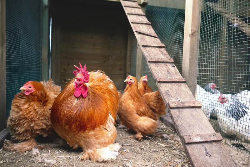 zwaan lila Metropolitan Kippenfokkers.nl - Een betrouwbaar adres voor het kopen van kippen
