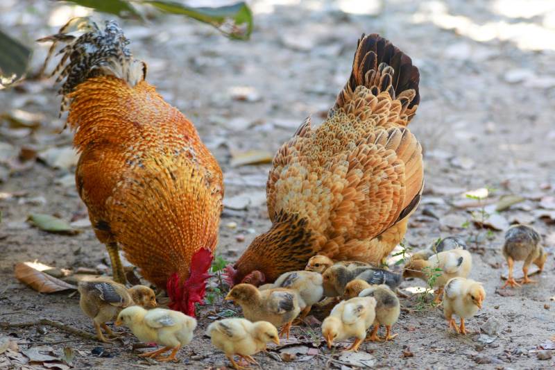 Kippenfokkers.nl - betrouwbaar het kopen van kippen